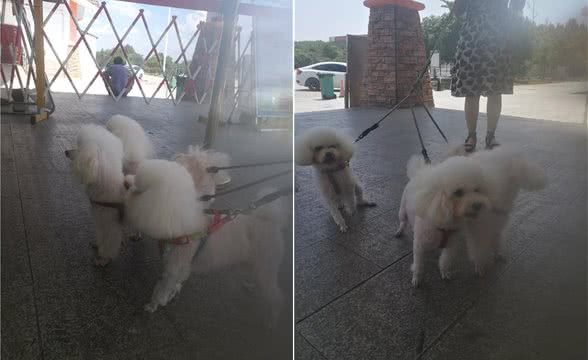 我家狗狗是护崽狂魔