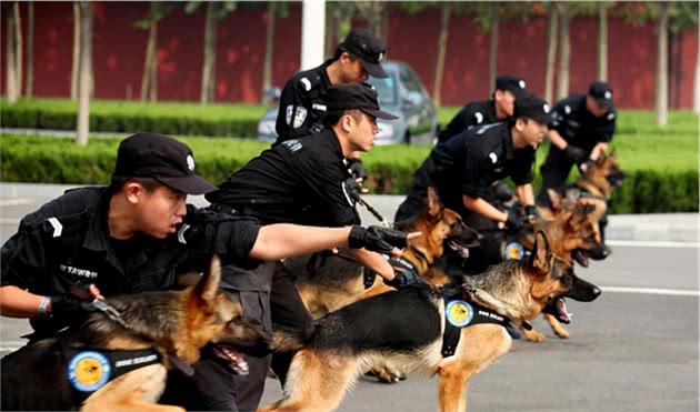 与警犬“沾不上边”的6种狗，你家上榜了吗？