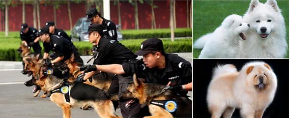 与警犬“沾不上边”的6种狗，你家上榜了吗？