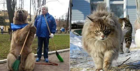 战斗民族的猫咪，果然不是一家人不进一家门