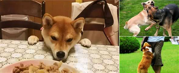 这些行为,如果你家狗狗全都有,真的很“没礼貌”