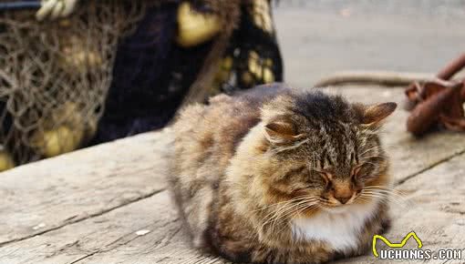 9成以上猫咪会换上猫咪关节炎，而及时发现治疗的却不到10%