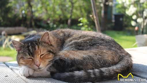 9成以上猫咪会换上猫咪关节炎，而及时发现治疗的却不到10%