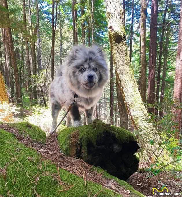 毛色稀有的帅气松狮犬，侧脸看是霸气小狮子，实际上超可爱