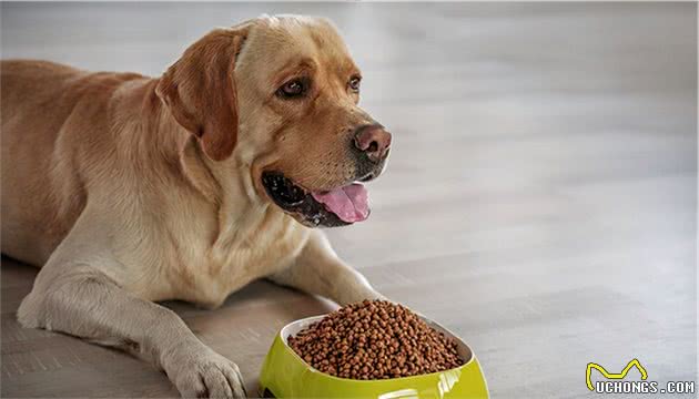 中型犬吃什么狗粮好，性价比高的