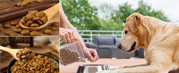 中型犬吃什么狗粮好,性价比高的