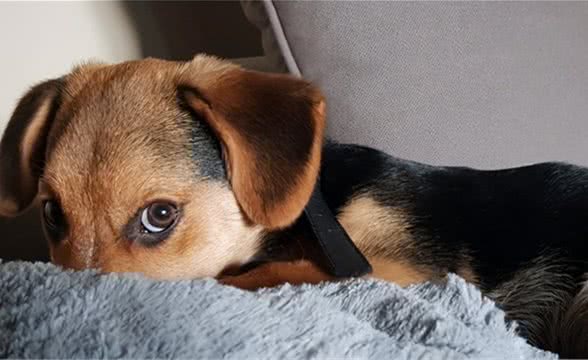 了解狗狗的天性