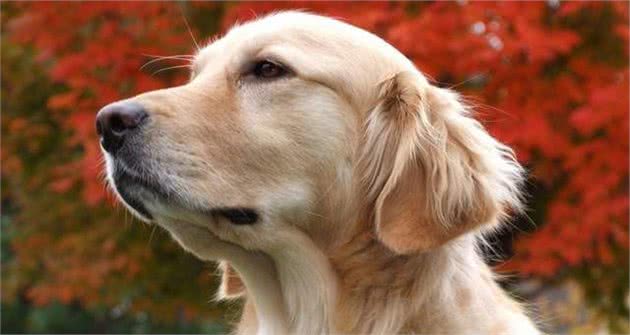金毛犬患上关节炎，一条腿瘸，有什么办法医治？或是缓解狗狗痛苦