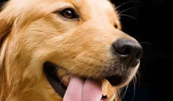 金毛犬患上关节炎，一条腿瘸，有什么办法医治？或是缓解狗狗痛苦