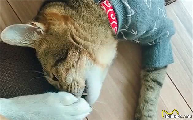 居然有这么重口的狸花猫？爱上柴犬的味道后，经常上嘴舔一口