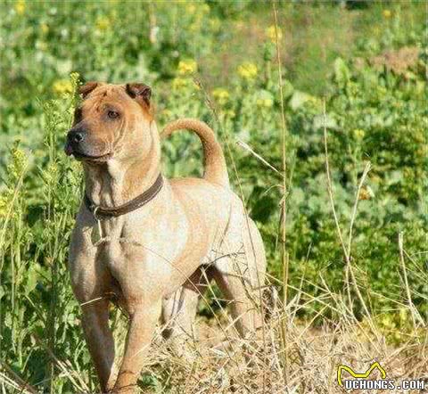 “广西猎犬”一种不为人知的犬种，中华田园犬中的狩猎王者