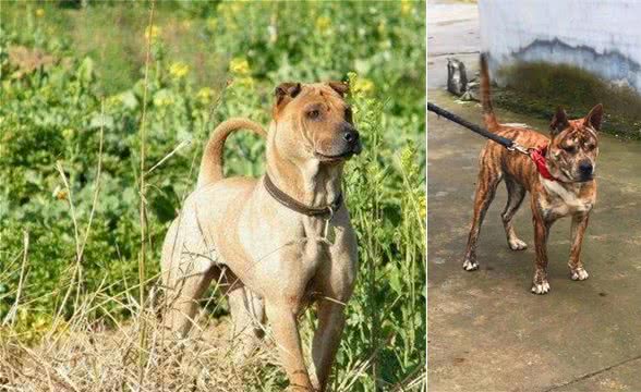 “广西猎犬”一种不为人知的犬种，中华田园犬中的狩猎王者