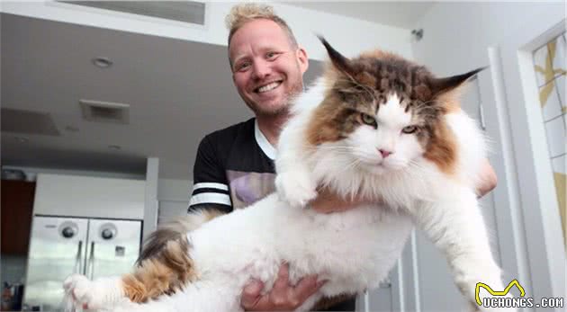 这些猫不是一个品种，却因长相相似总被认错，你认错过没？