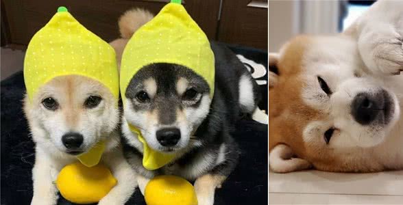 宠物级柴犬，在什么价位？多少钱能买到一只好看的柴犬？