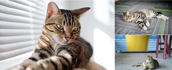 美媒：中国狸花猫可能是最适合养的猫品种！