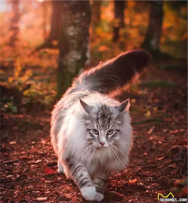 在家粘人可爱，出门英俊霸气，这只挪威森林猫真是只小仙男啊