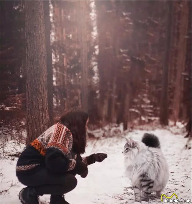 在家粘人可爱，出门英俊霸气，这只挪威森林猫真是只小仙男啊