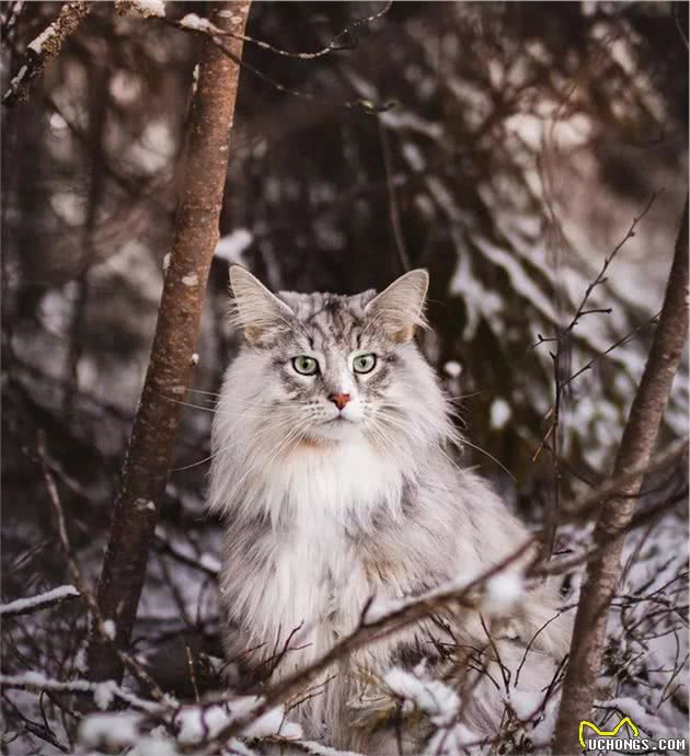 在家粘人可爱，出门英俊霸气，这只挪威森林猫真是只小仙男啊