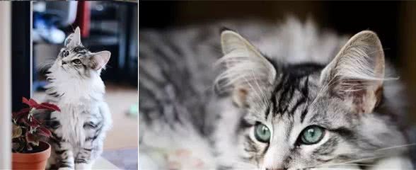 在家粘人可爱，出门英俊霸气，这只挪威森林猫真是只小仙男啊
