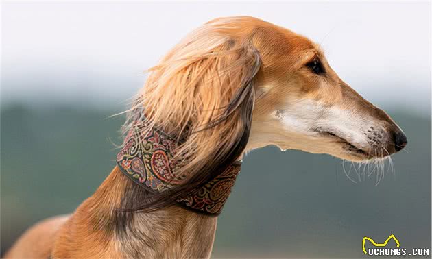 “狗中女神”所属的长头犬，和其他狗真的不一样