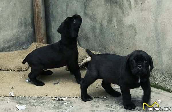 意大利古老獒犬品种—卡斯罗犬