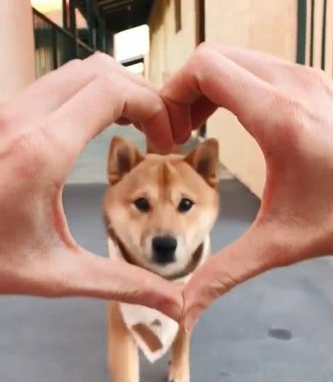 可爱的小柴犬有强迫症，看到主人手上有圈圈，就会把头塞进去圈里