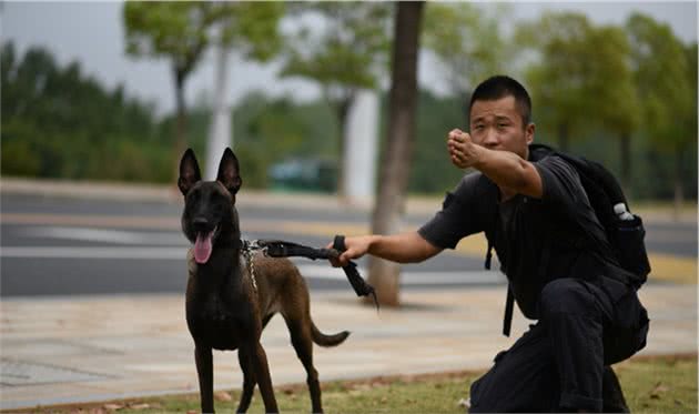 这6种狗服从性最高，主人的命令，它从来不会不听