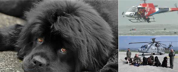 救生犬比人还厉害，特别是重达220斤的巨型犬，凭借本能救人