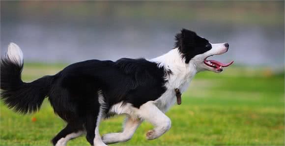 狗只有两个品种：“狗和边境牧羊犬”，边境牧羊犬到底有多聪明？