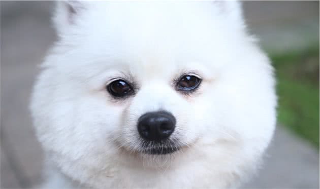 最可爱的五种狗狗，看过之后就忘记不了