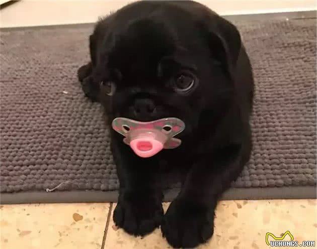 狗狗的无辜眼是进化而来？专家：没错，但有一种狗除外