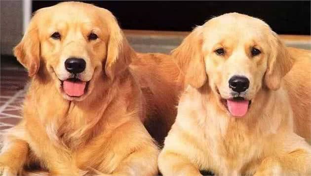 宠物猫和宠物犬的习性有何不同？—广东聚宠堂宠物