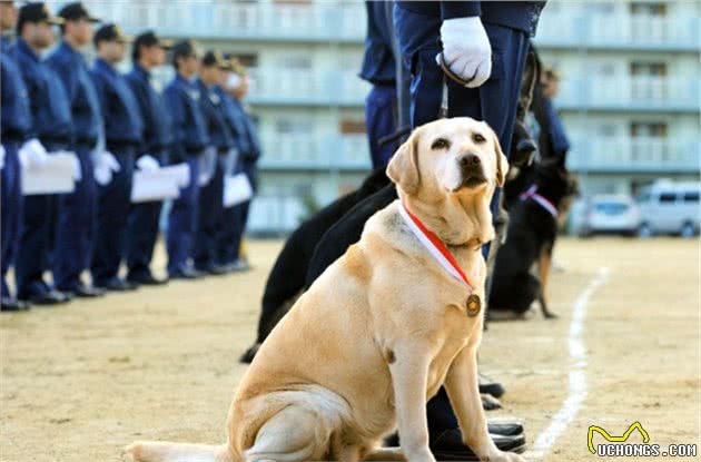 服从性最高的5种中大型犬，主人的命令，从来不会不听