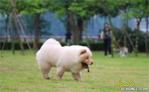 如何训练松狮犬定点大小便？5招轻松搞定，建议收藏