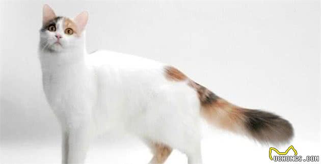 盘点10种体型最大的家猫