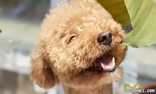 泰迪狗狗嘴巴臭怎么回事？在亲近时带来尴尬！可以采取的处理措施