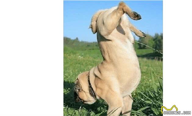 为什么有的公狗不会抬腿小便？