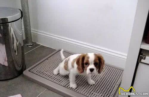 为什么有的公狗不会抬腿小便？