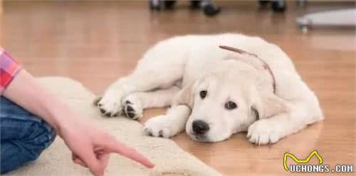 为什么有的公狗不会抬腿小便？