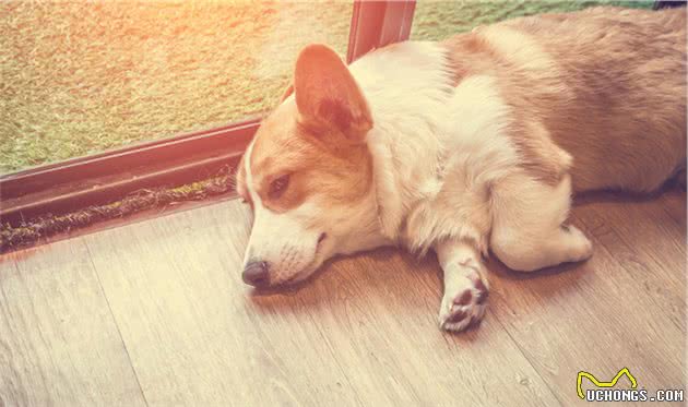 狗狗日渐消瘦是饮食问题？睡眠也很重要，睡不好也许是姿势不对