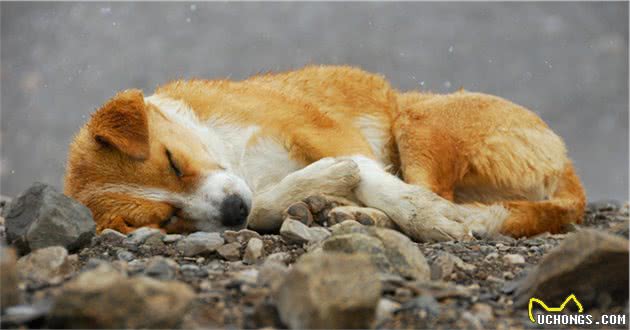 狗狗日渐消瘦是饮食问题？睡眠也很重要，睡不好也许是姿势不对