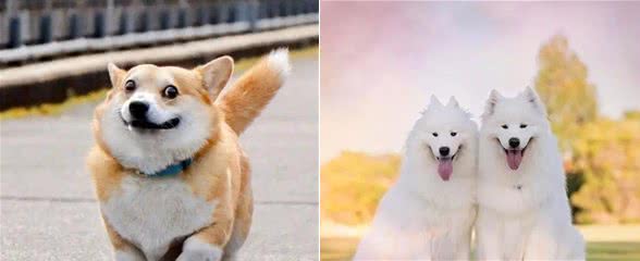 给狗狗断尾，这个行为是“对”还是“错”