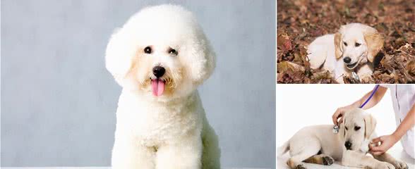幼犬泪痕严重怎么回事？幼犬有泪痕的原因和应该采取的措施