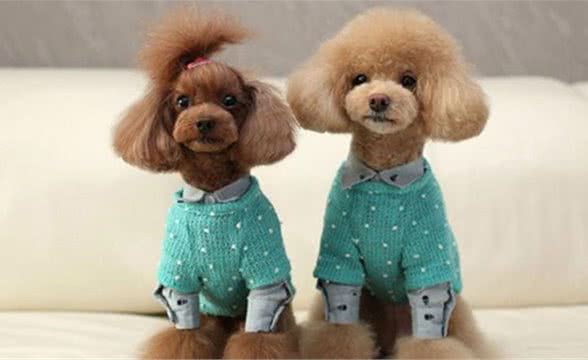 狗狗不长个子怎么办？抓住这5个“生长线”是关键