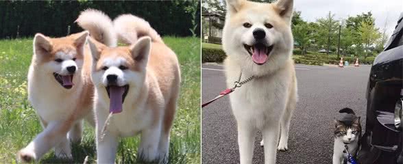 想养秋田犬？快来看，优缺点分析