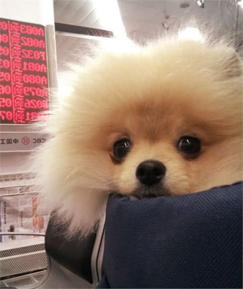 博美犬的狗粮指南与毛发养护