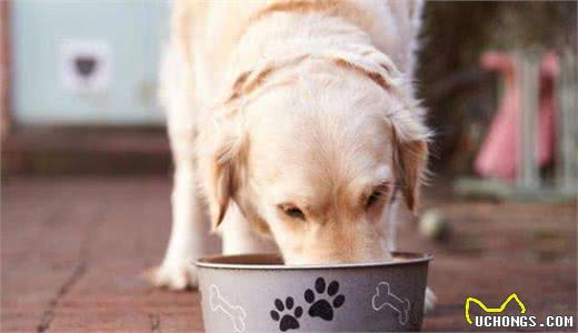 喂投自家爱犬不能随心所欲，狗狗每天需要多少食物？铲屎官清楚吗