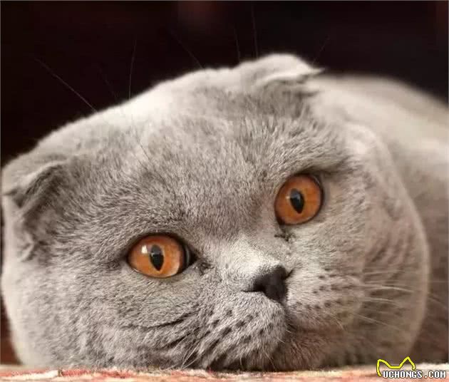 苏格兰折耳猫的真相