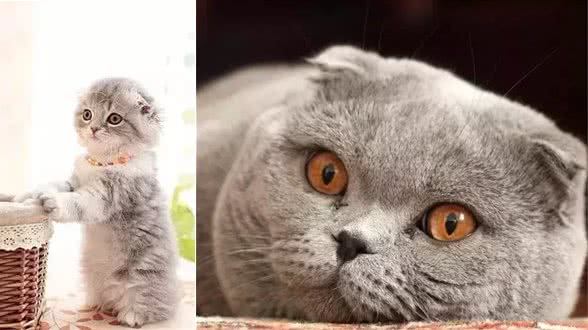 苏格兰折耳猫的真相