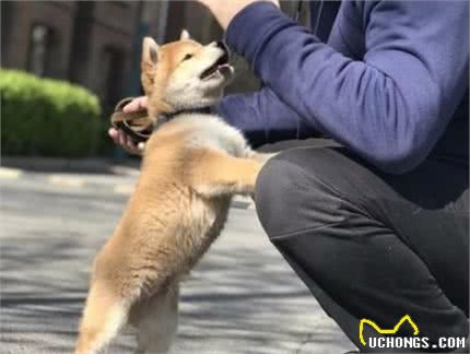 狗狗为什么会扑人呢?其中有几点原因你会被暖到